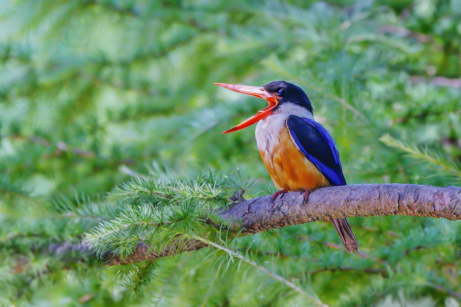 image009.jpg