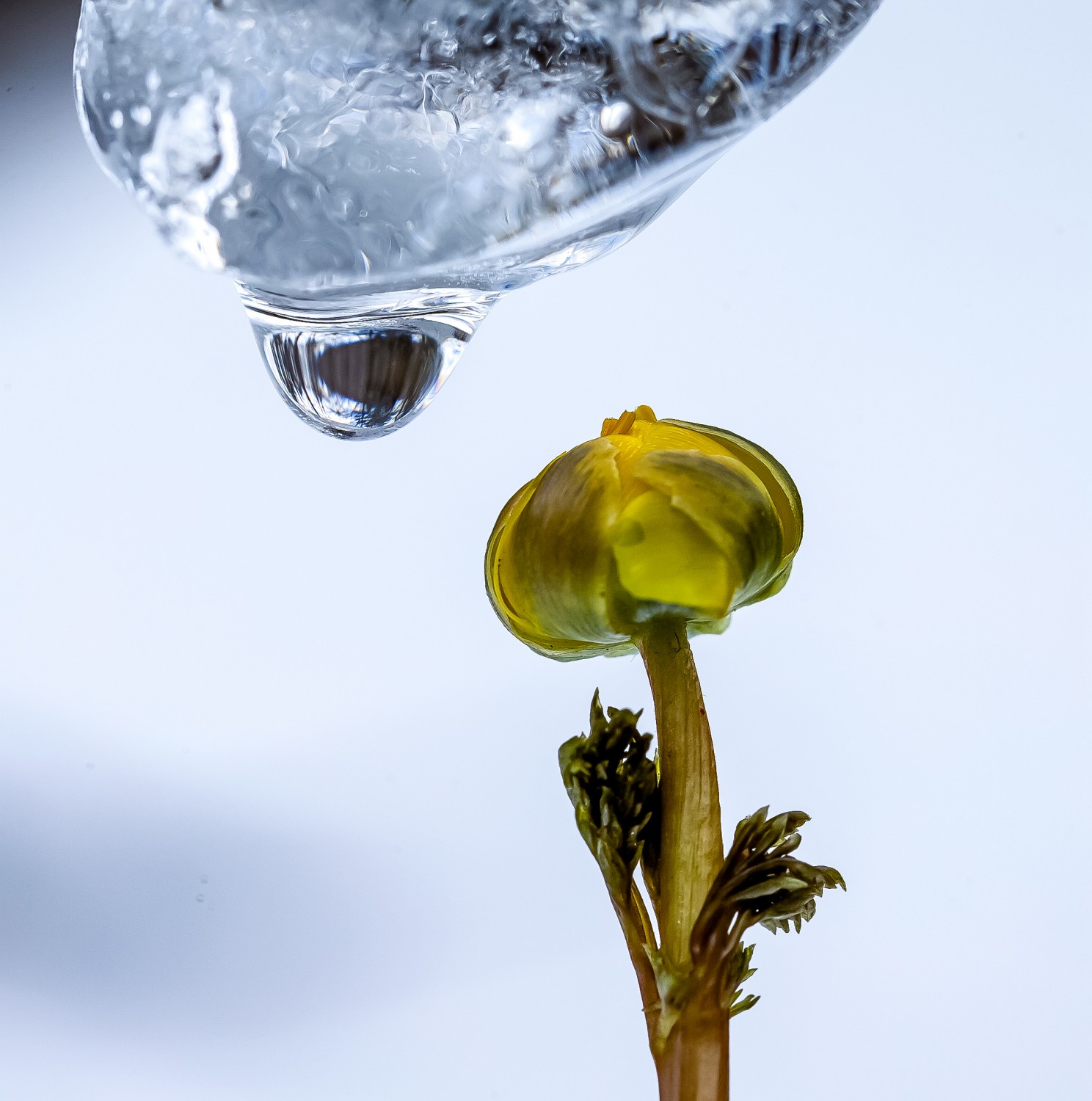 高慶華+傲雪迎春冰凌花.jpg 高慶華+傲雪迎春冰凌花.jpg