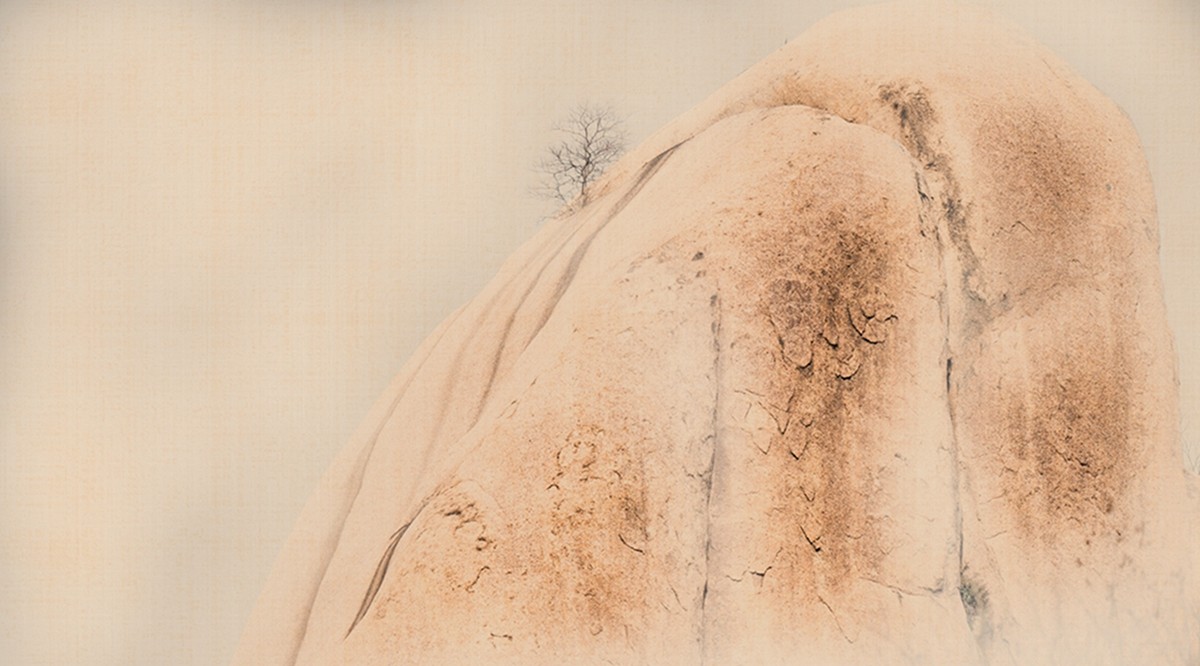 藝術(shù)類金獎(jiǎng)《石頭和樹》2湯洪忠 攝-武漢.jpg