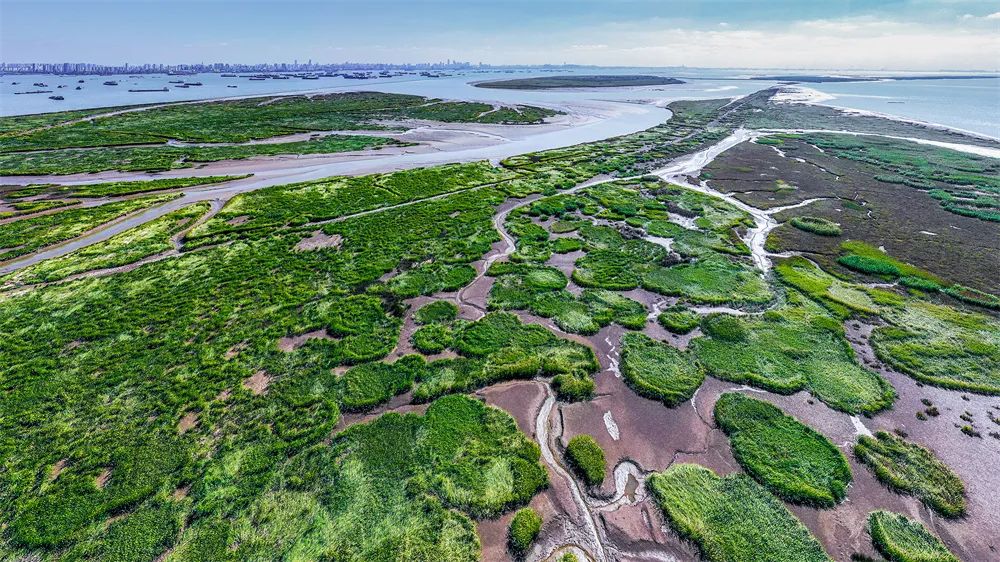 江島濕地 陸之豪 攝2022年10月19日， 江蘇省張家港市通洲沙江心島，近處濕地綠色生物的寧靜和遠(yuǎn)方南通市的繁華交相輝映。.jpg